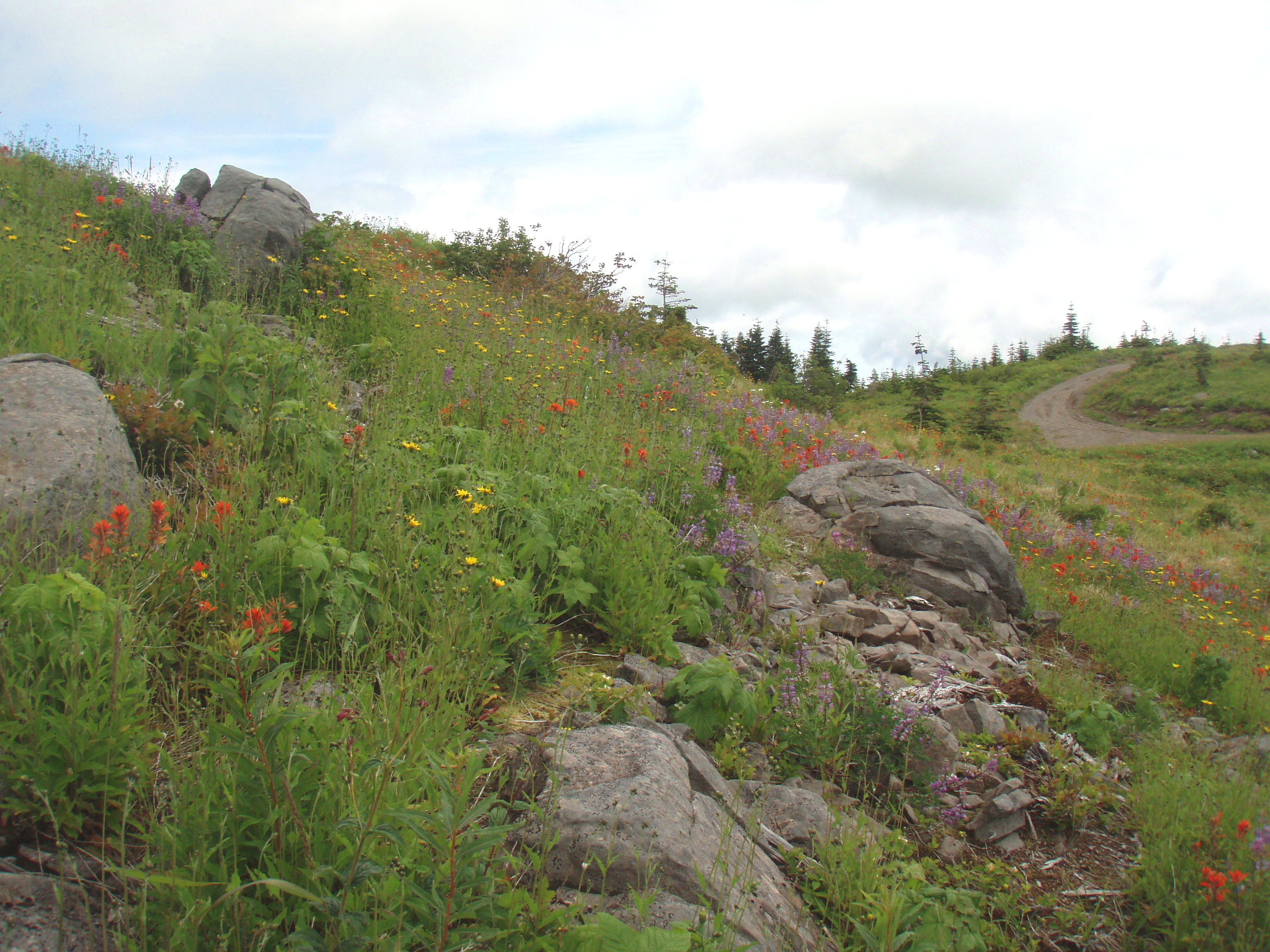 flowers and rocks